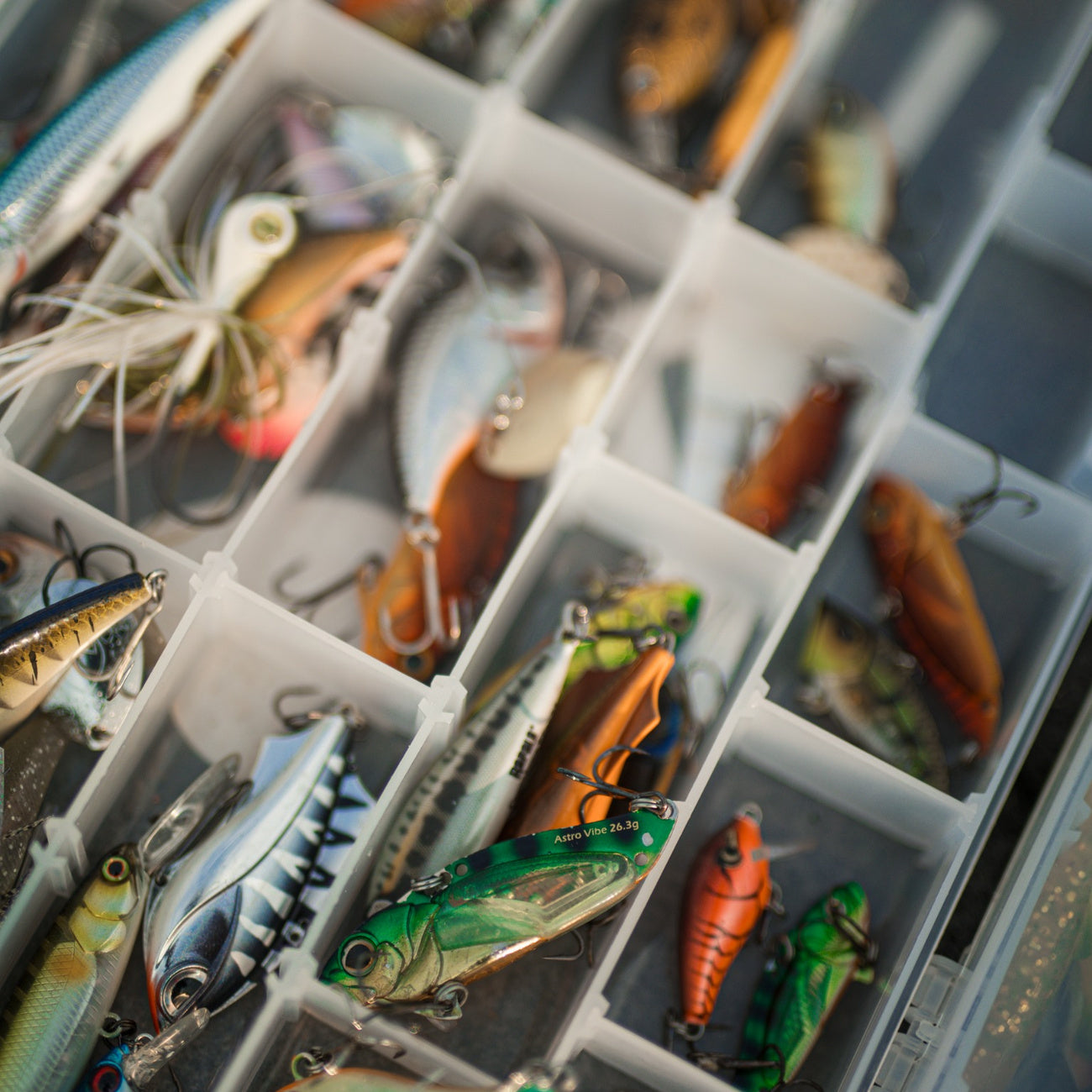 Aborre - Justfishing Starter Kit