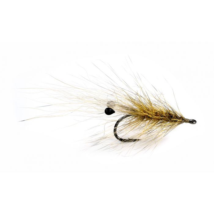 Coyote Grisen