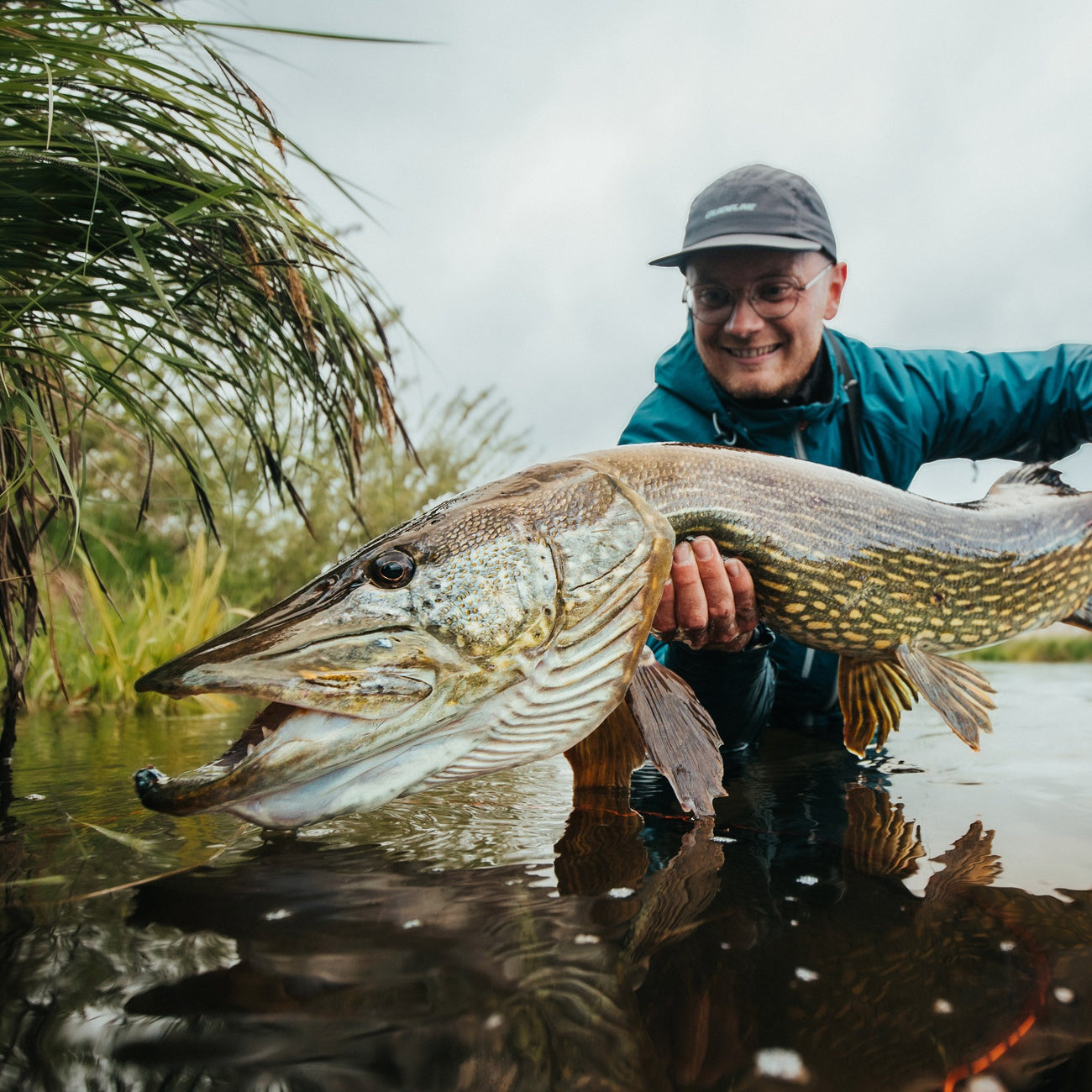 Gedde holdt i vandet efter fangst – Justfishing Starter Kit Gedde