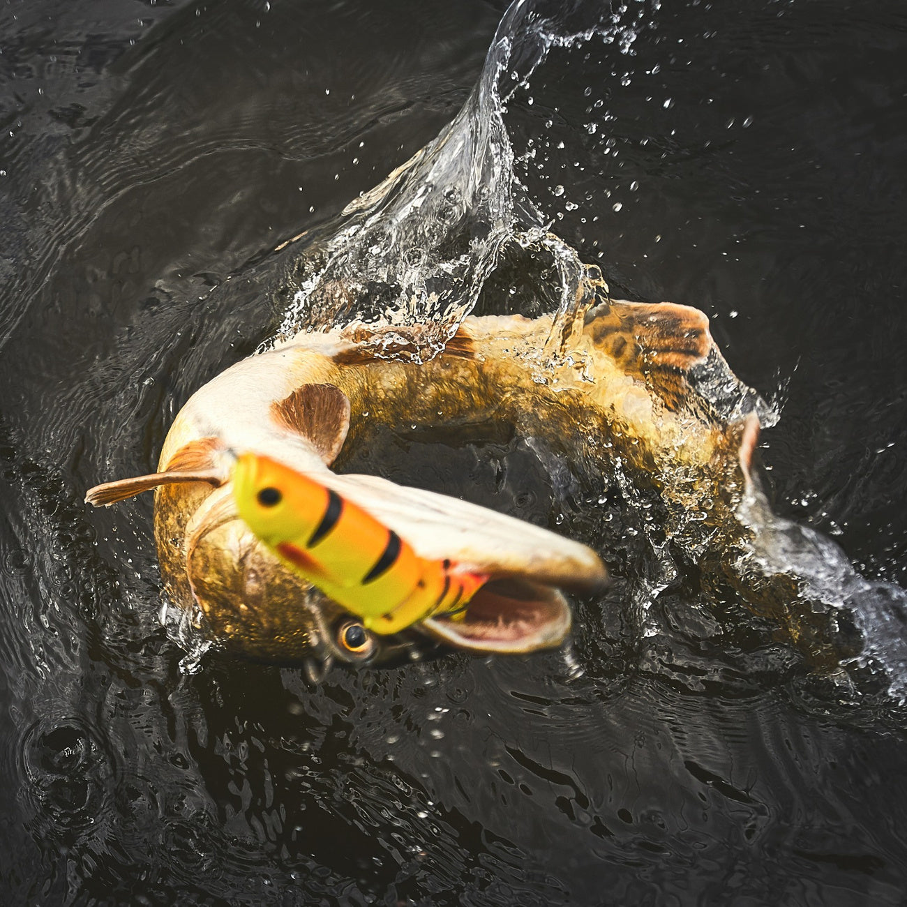 Gedde - Justfishing Starter Kit