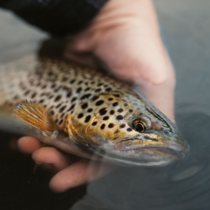 Justfishing Mystery Bag 44# - Havørred Liveshopping Special